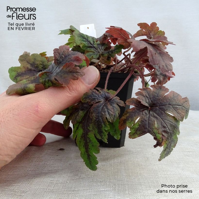 Example of Tiarella Sugar and Spice - Schuimbloem Kweekpotje van 8/9 cm as you get in hiver