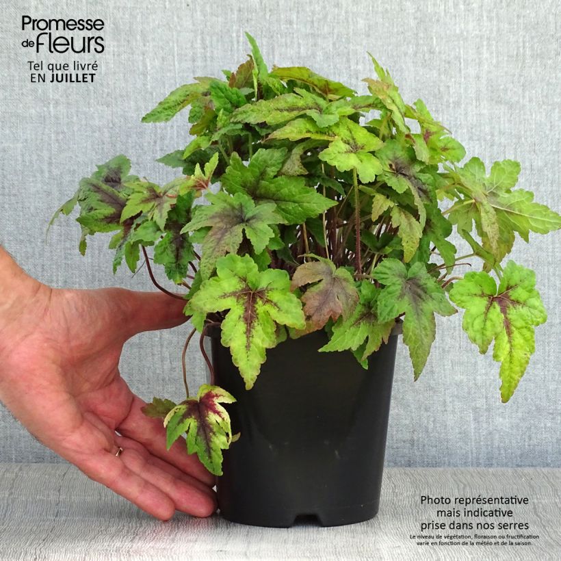 Exemplaar van Tiarella Sugar and Spice - Schuimbloem Pot van 2 l/3 l zoals geleverd in de zomer