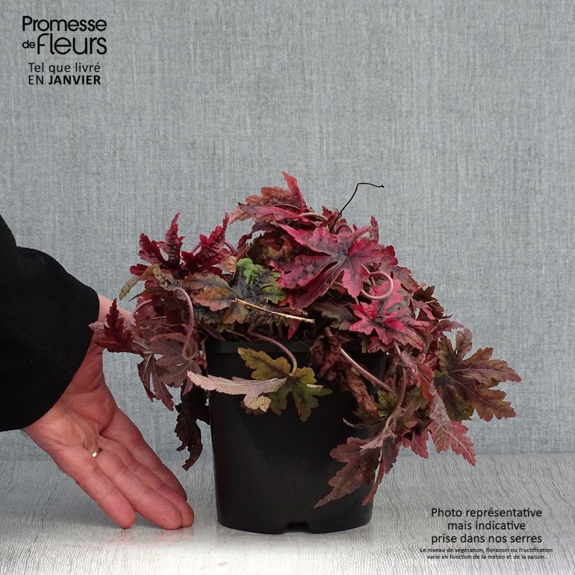 Example of Tiarella Sugar and Spice - Schuimbloem Pot van 2 l/3 l as you get in hiver