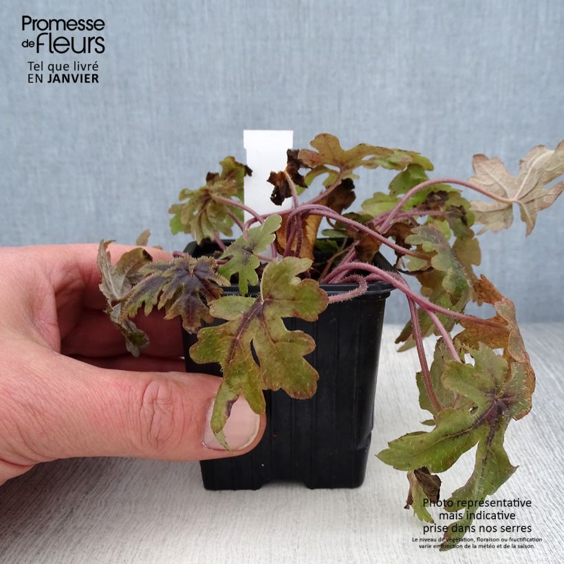 Example of Tiarella Morning Star - Schuimbloem Kweekpotje van 8/9 cm as you get in hiver