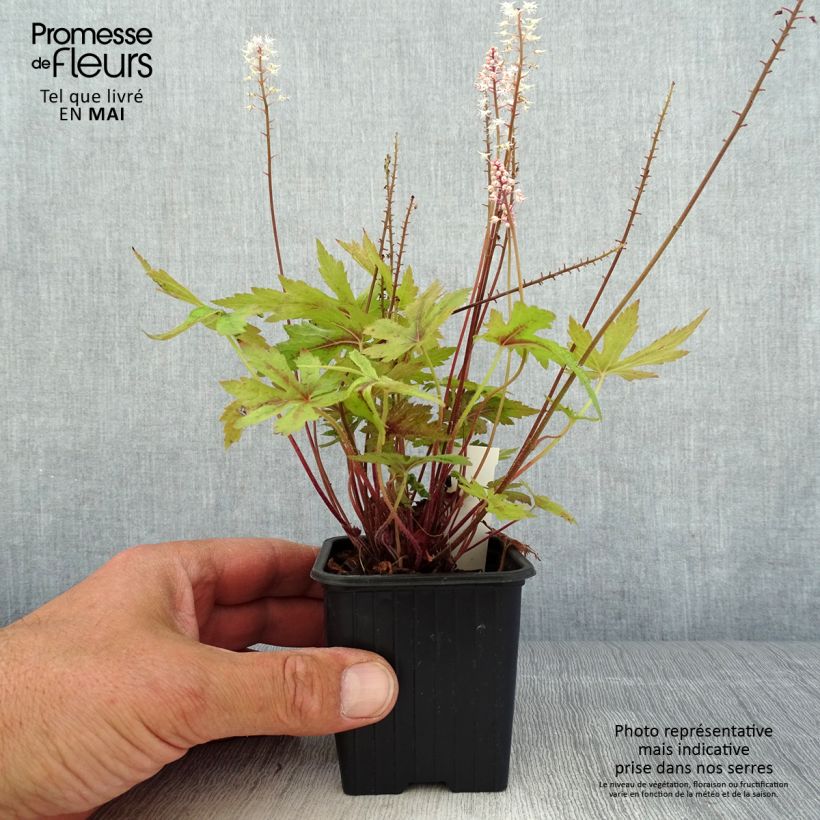 Exemplaar van Tiarella Morning Star - Schuimbloem Kweekpotje van 8/9 cm zoals geleverd in de lente