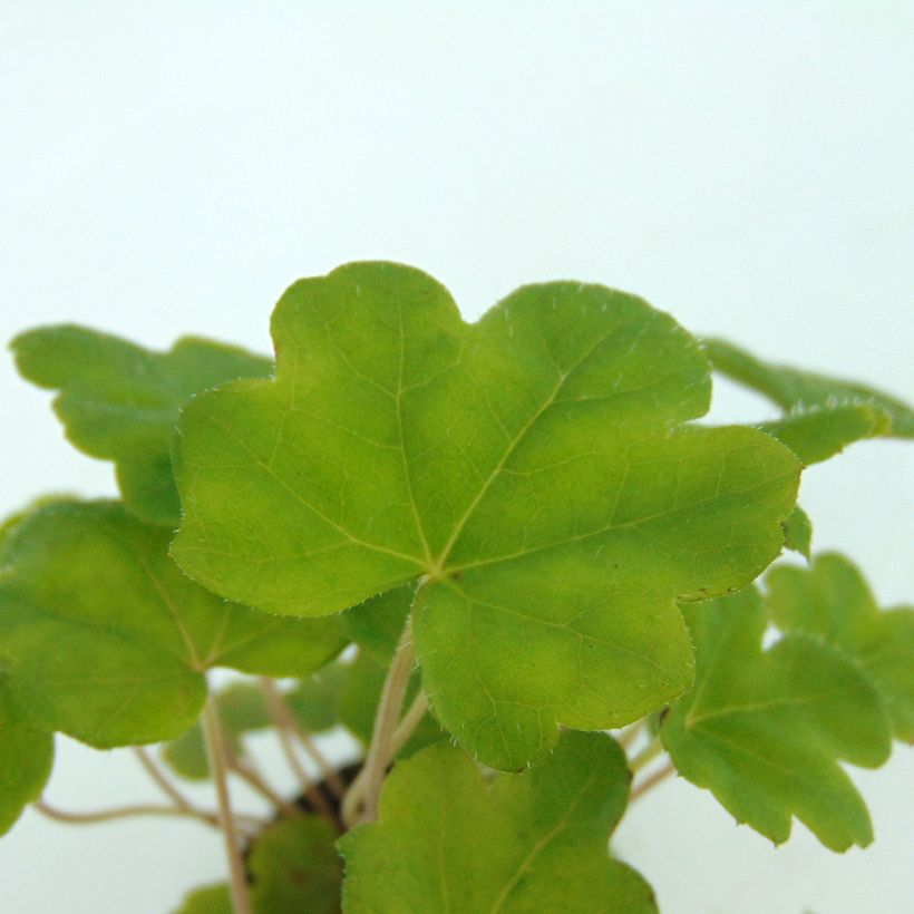 Tiarella Morning Star - Schuimbloem (Foliage)