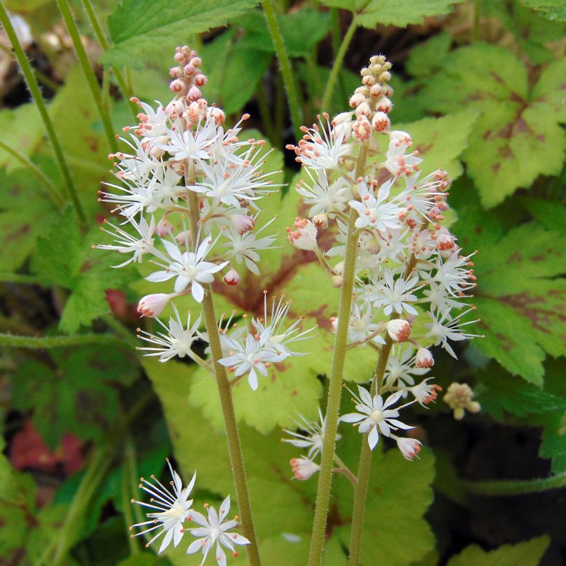 Tiarella Running Tiger - Schuimbloem (Flowering)