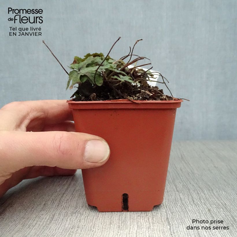 Example of Tiarella Spring Symphony - Schuimbloem Kweekpotje van 8/9 cm as you get in hiver