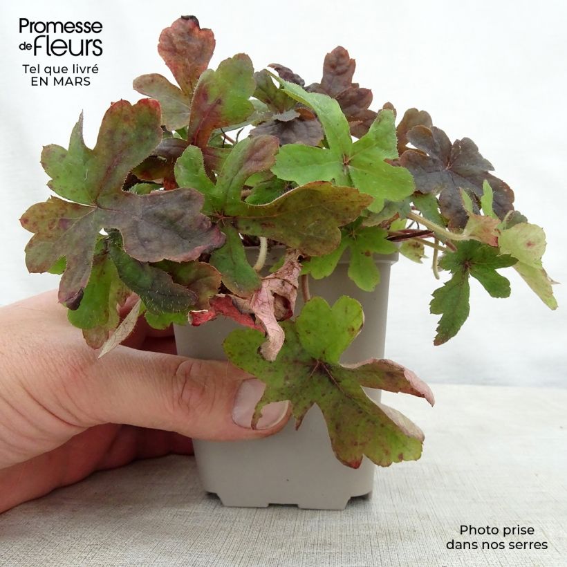 Exemplaar van Tiarella Spring Symphony - Schuimbloem Kweekpotje van 8/9 cm zoals geleverd in de lente