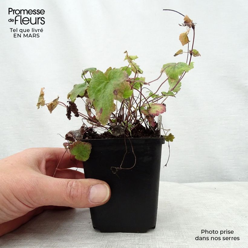 Exemplaar van Tiarella cordifolia Moorgrun - Schuimbloem Kweekpotje van 8/9 cm zoals geleverd in de lente