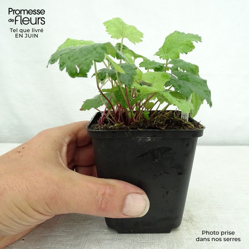 Exemplaar van Tiarella cordifolia Moorgrun - Schuimbloem Kweekpotje van 8/9 cm zoals geleverd in de zomer
