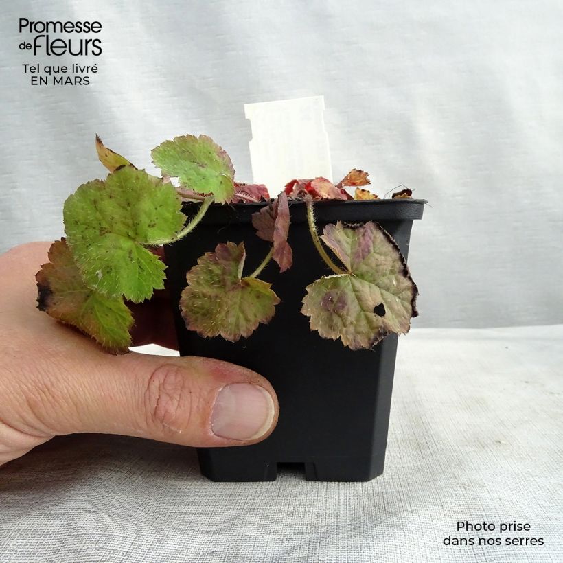 Exemplaar van Tiarella cordifolia - Schuimbloem Kweekpotje van 8/9 cm zoals geleverd in de lente