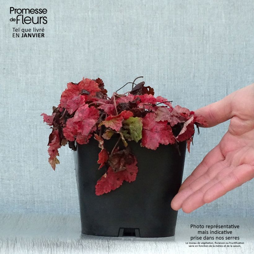 Example of Tiarella cordifolia - Schuimbloem Pot van 2 l/3 l as you get in hiver