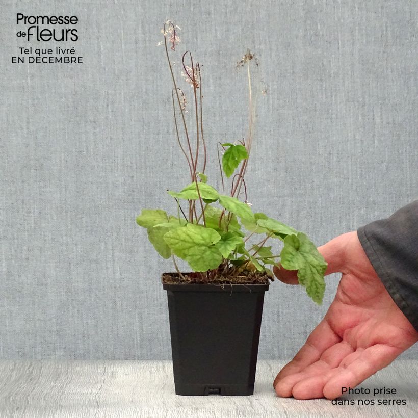 Example of Tiarelle - Tiarella wherryi Kweekpotje van 8/9 cm as you get in hiver