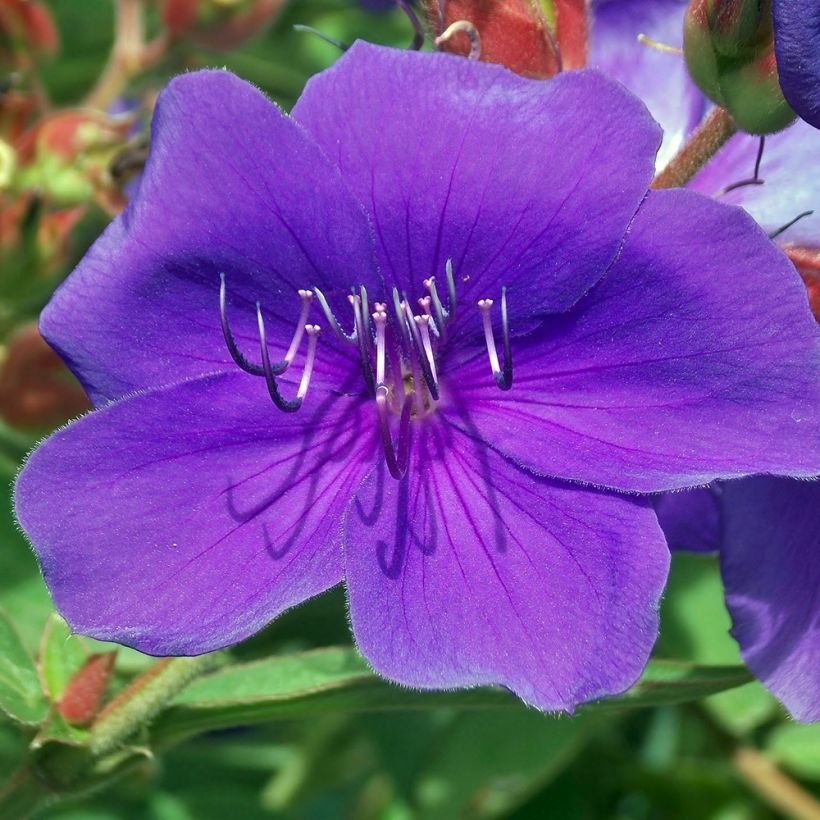 Tibouchina Groovy Baby - Spinnenbloem (Flowering)