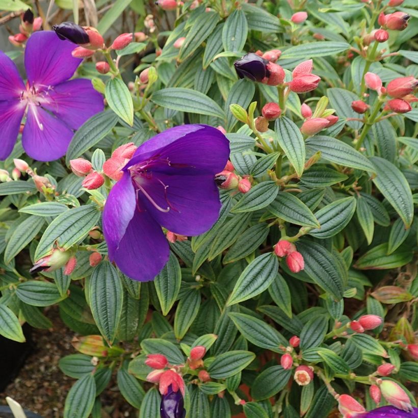Tibouchina Groovy Baby - Spinnenbloem (Plant habit)