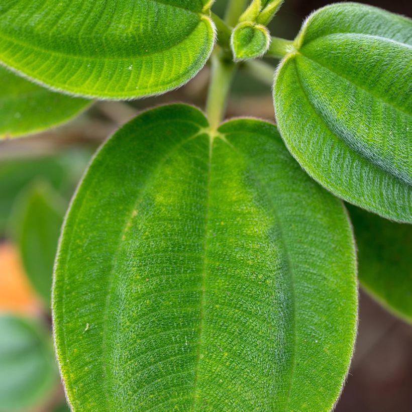 Tibouchina semidecandra - Spinnenbloem (Foliage)