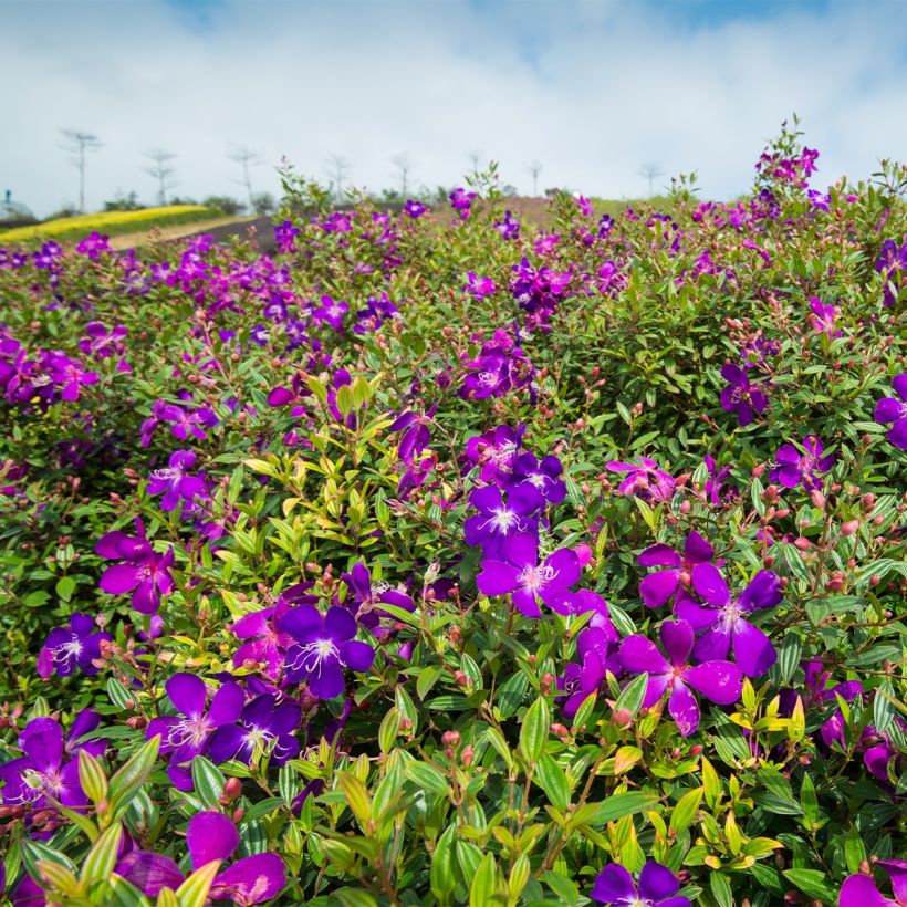 Tibouchina semidecandra - Spinnenbloem (Plant habit)