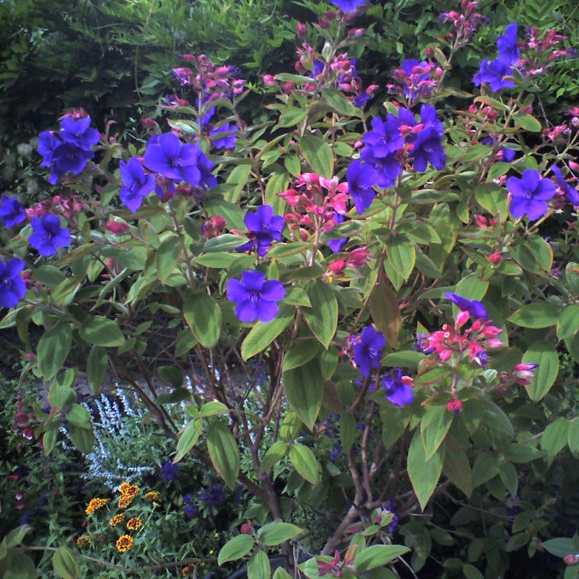 Tibouchina urvilleana - Spinnenbloem (Plant habit)