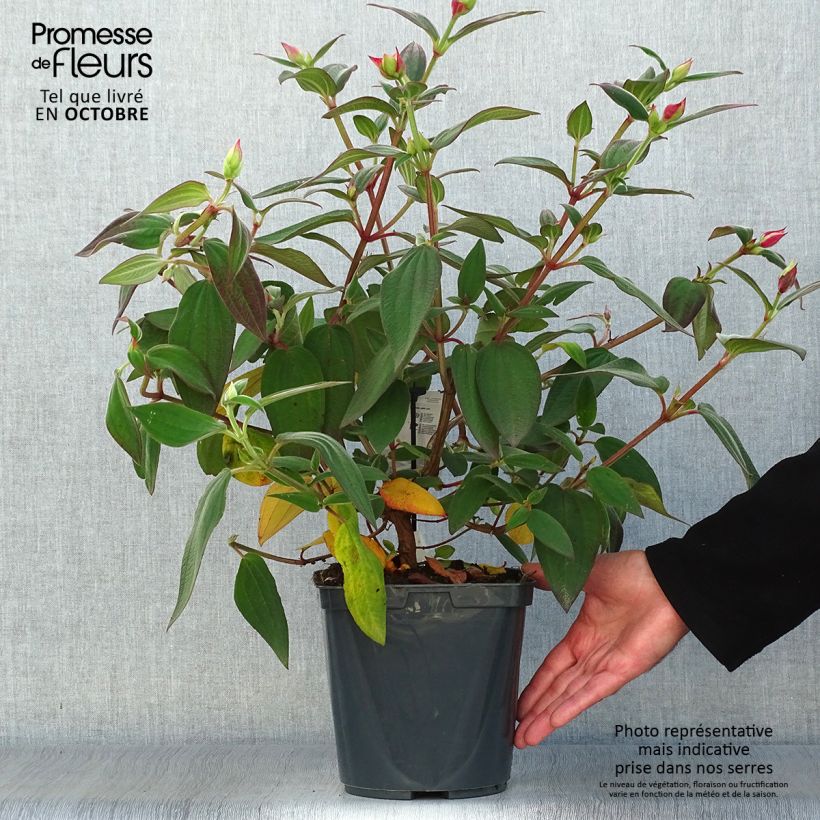Exemplaar van Tibouchina urvilleana - Spinnenbloem Pot van 4 l/5 l zoals geleverd in de herfst