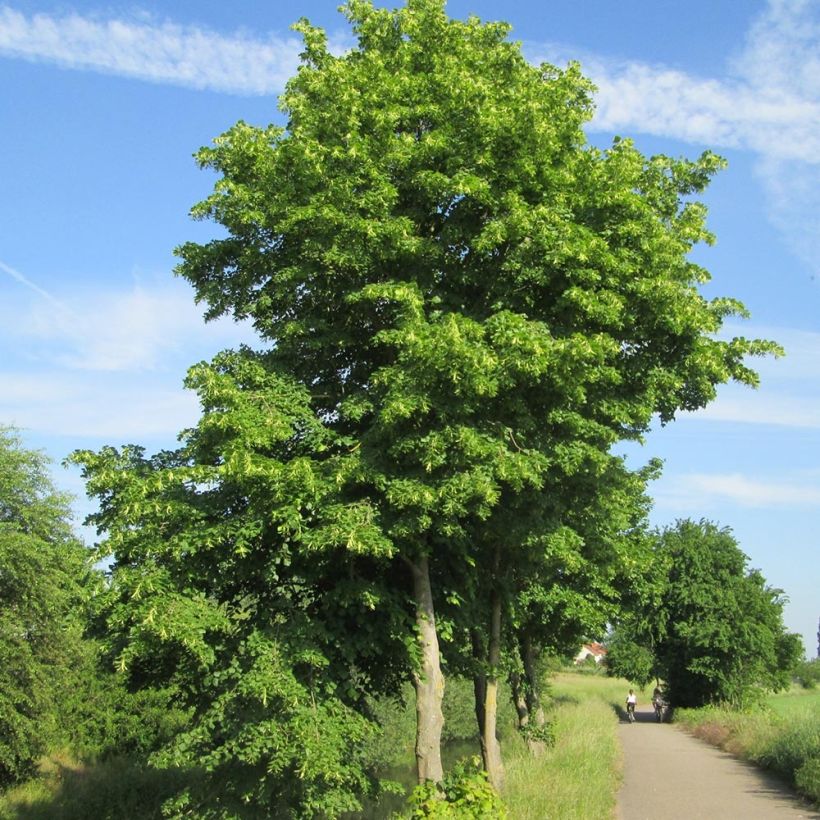 Tilia cordata - Winterlinde (Plant habit)