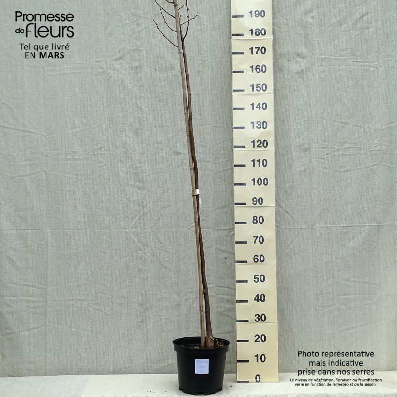 Exemplaar van Tilia cordata Greenspire - Winterlinde Pot van 7,5 l/10 l zoals geleverd in de lente
