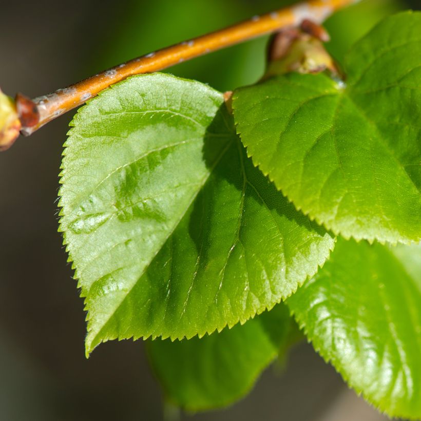 Tilia cordata Rancho - Winterlinde (Foliage)