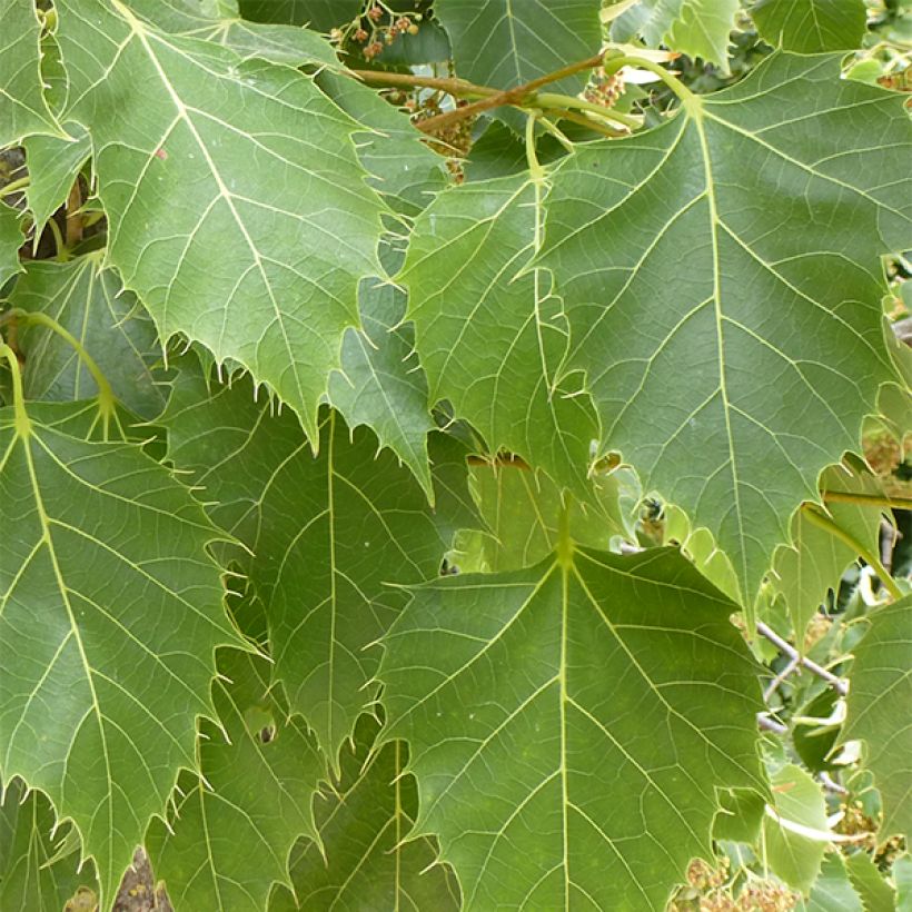 Tilia henryana - Henrylinde (Foliage)