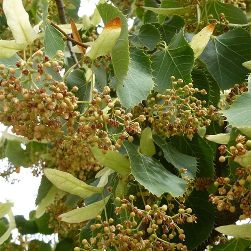 Tilia henryana - Henrylinde (Flowering)