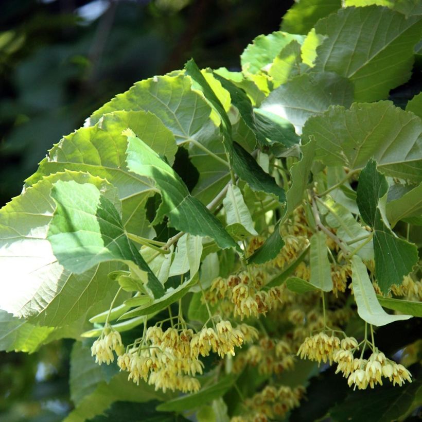 Tilia platyphyllos - Zomerlinde (Flowering)