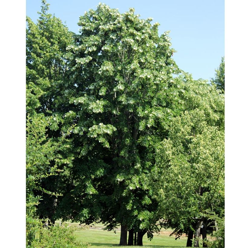 Tilia platyphyllos - Zomerlinde (Plant habit)