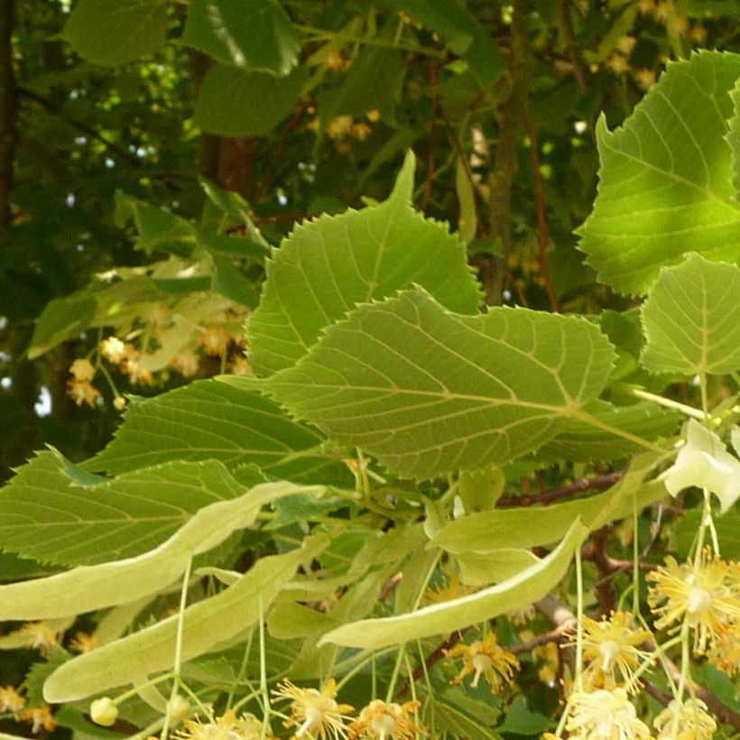 Tilia platyphyllos Rubra - Zomerlinde (Foliage)