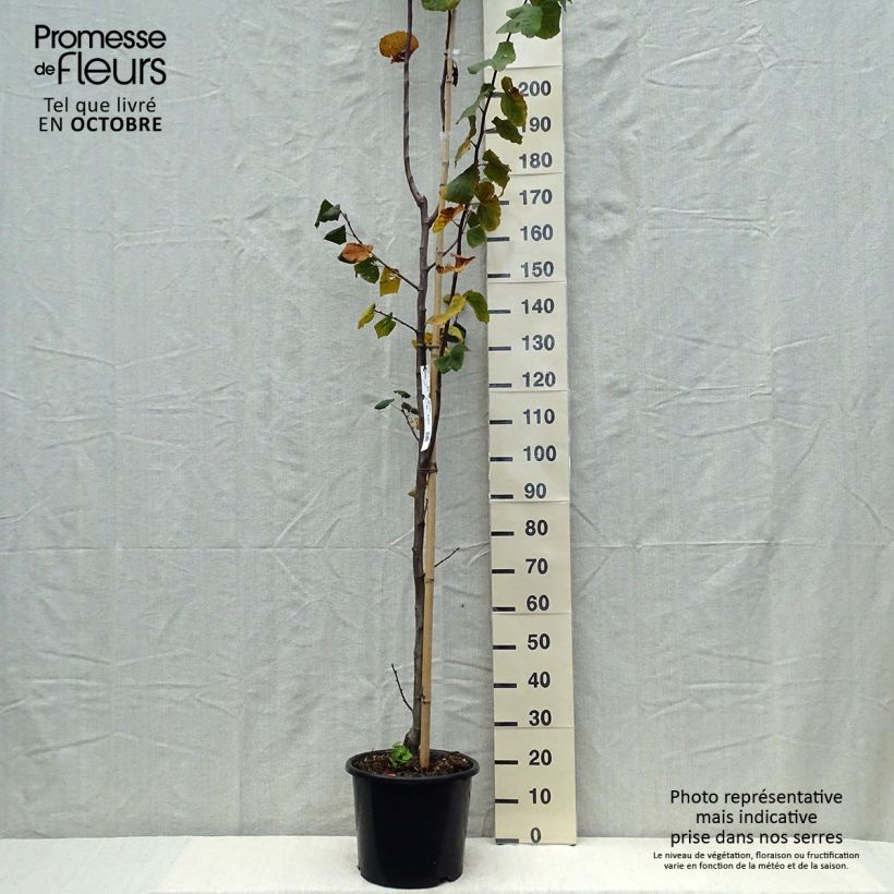 Exemplaar van Tilia platyphyllos Rubra - Zomerlinde Pot van 12 l/15 l, Kroonhoogte zoals geleverd in de herfst