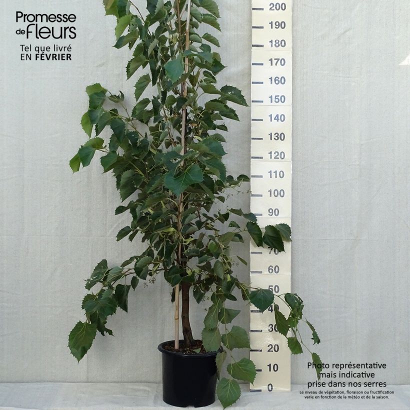 Exemplaar van Tilia henryana - Henrylinde Pot van 7,5 l/10 l, Kroonhoogte zoals geleverd in de herfst