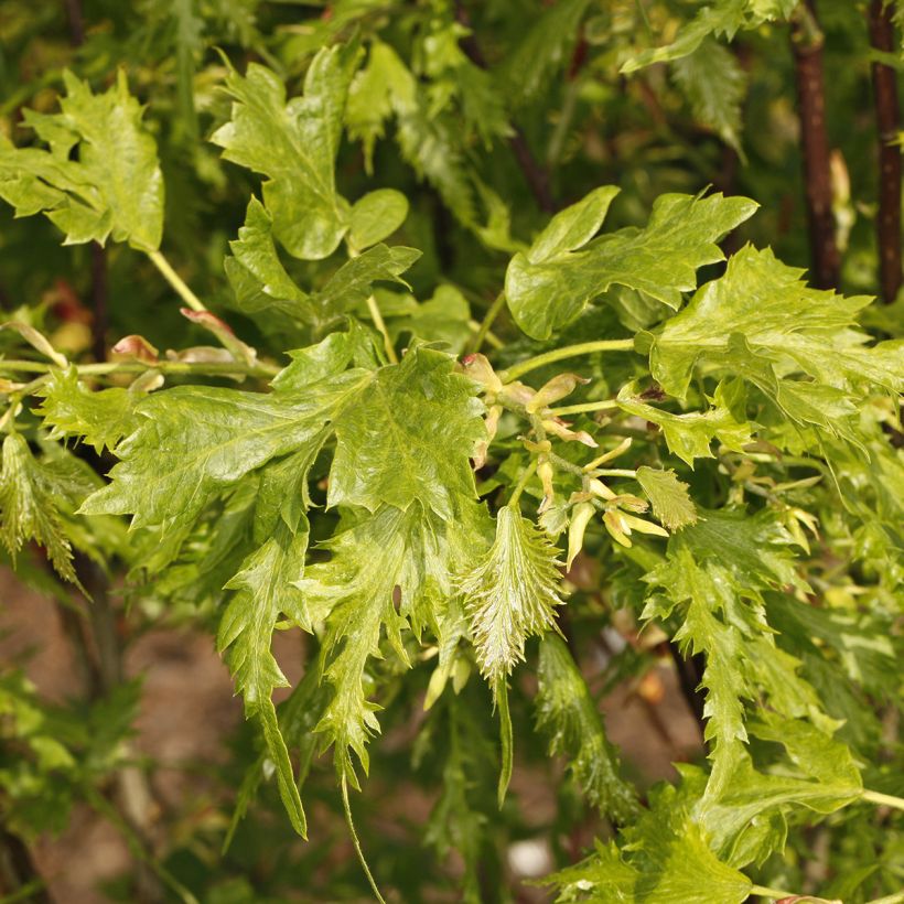 Tilia platyphyllos Henryk Eder - Zomerlinde (Blad)