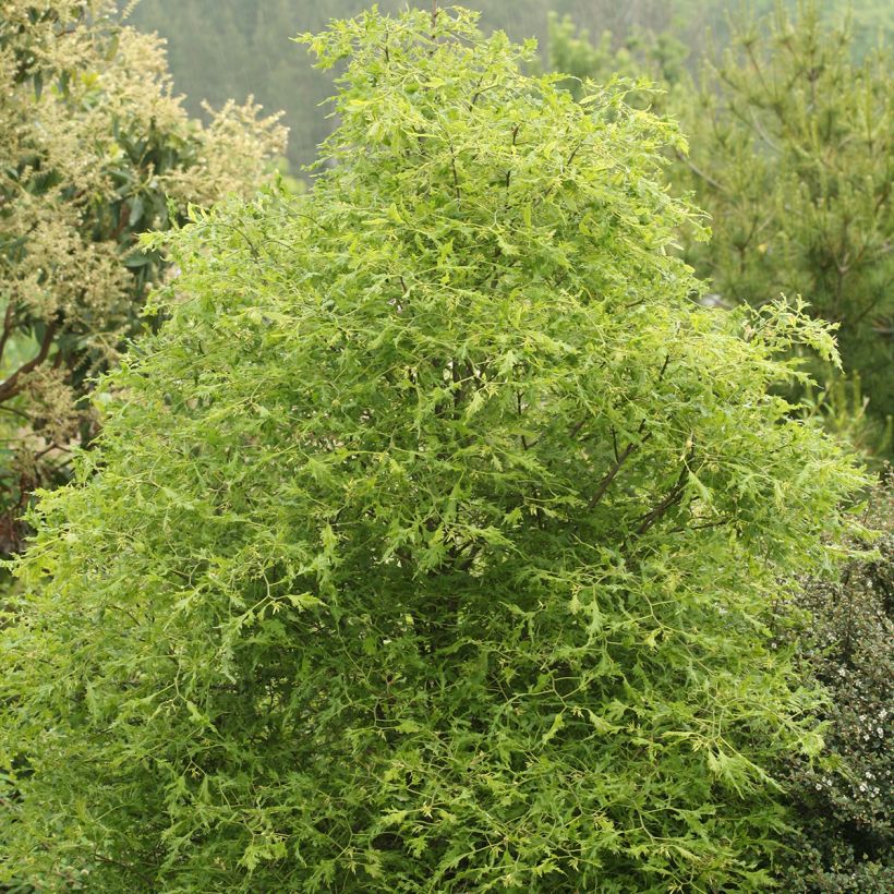 Tilia platyphyllos Henryk Eder - Zomerlinde (Groeiplaats)