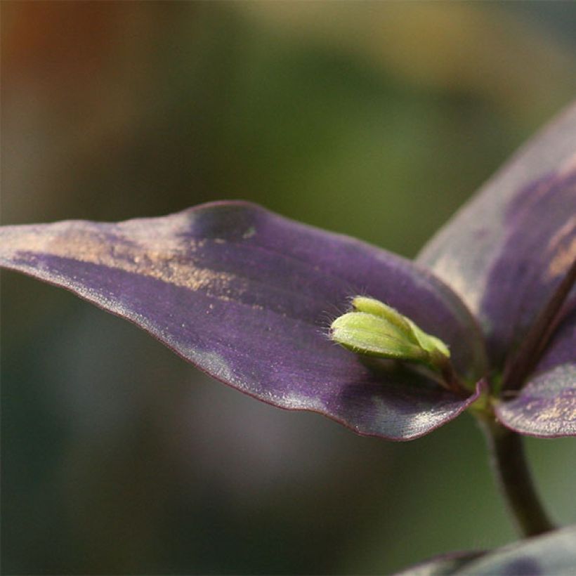 Tinantia pringlei (Blad)