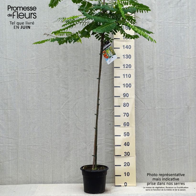 Exemplaar van Tipuana tipu - Palo rosa Pot van 7,5 l/10 l zoals geleverd in de zomer