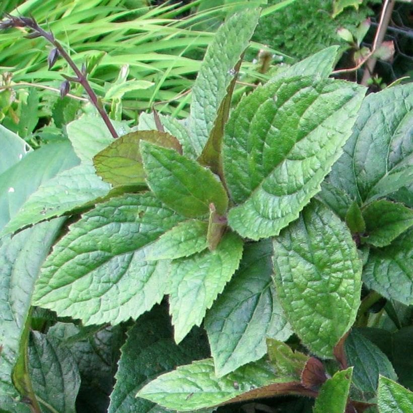 Titanotrichum oldhamii - Chinees vingerhoedskruid (Foliage)