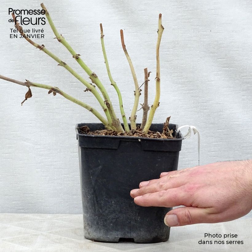 Example of Titanotrichum oldhamii - Chinees vingerhoedskruid Pot van 2 l/3 l as you get in hiver