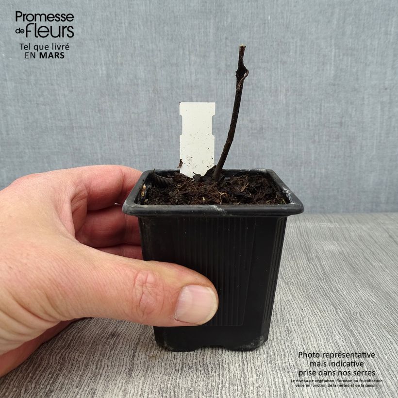 Example of Titanotrichum oldhamii - Chinees vingerhoedskruid Kweekpotje van 8/9 cm as you get in hiver