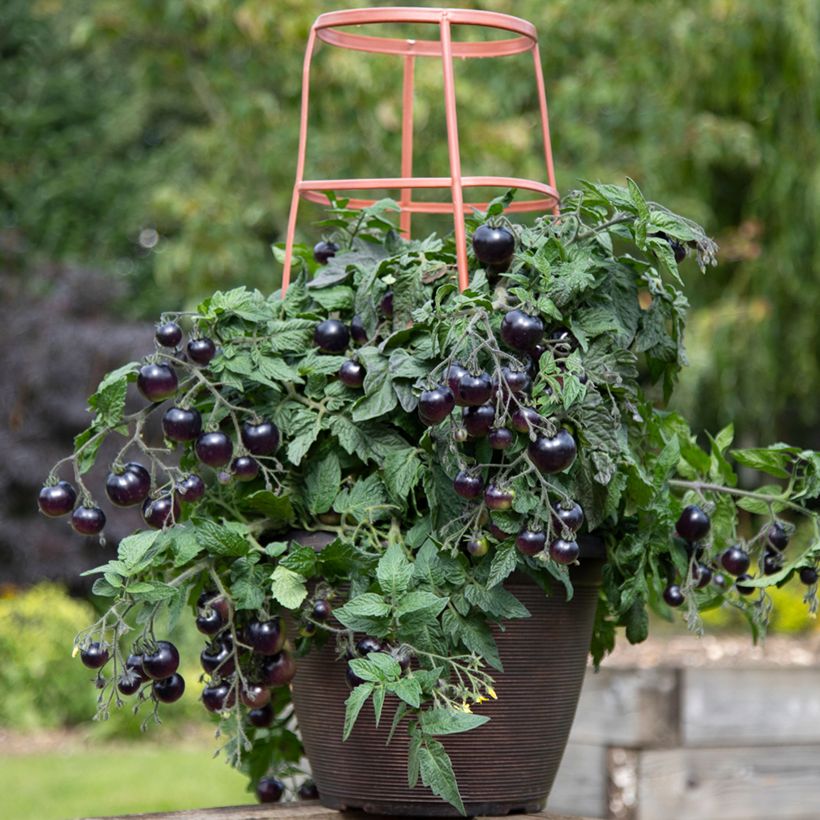 Cocktailtomaat Akoya F1 (Groeiplaats)