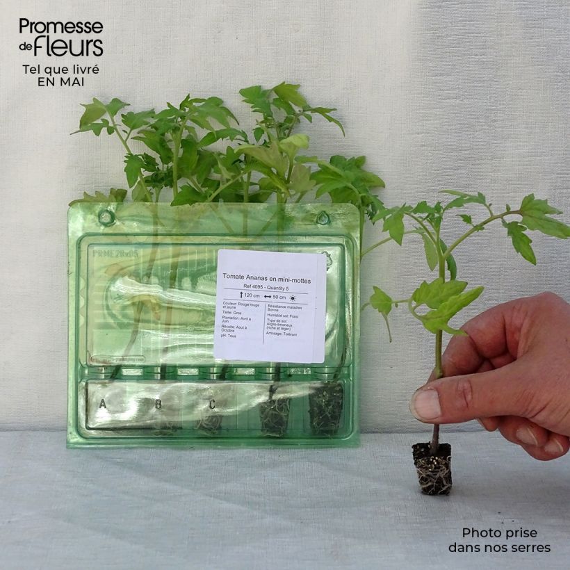 Exemplaar van Tomaat Ananas BIO (jonge planten) Mini-mot Ø 3/4 cm zoals geleverd in de lente