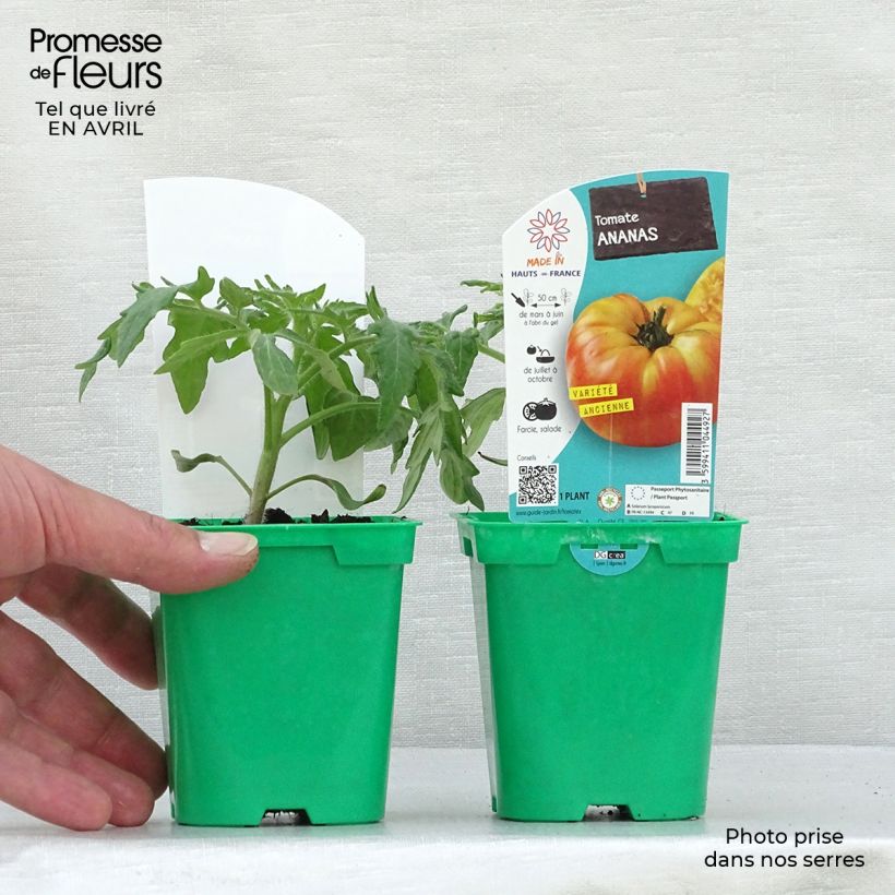 Exemplaar van Tomaat Ananas BIO (jonge planten) Pot van 10 cm/11 cm zoals geleverd in de lente