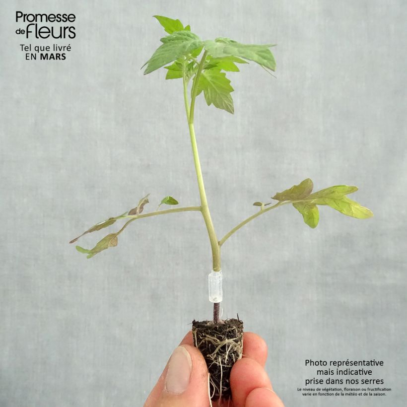 Exemplaar van CherrytomaatApero F1 BIO (jonge, geënte planten in perspotjes) Mini-mot Ø 1,5/2,5 cm zoals geleverd in de lente