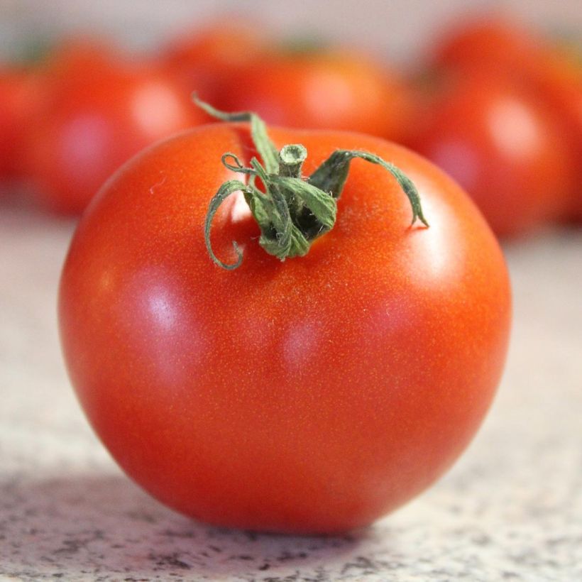 Tomaat Bali F1 (jonge planten) (Oogst)