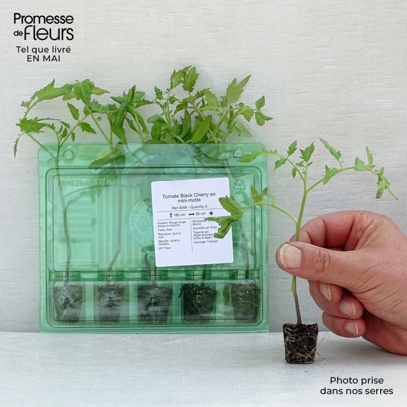 Exemplaar van Cherrytomaat Black Cherry (jonge planten) Mini-mot Ø 3/4 cm zoals geleverd in de lente