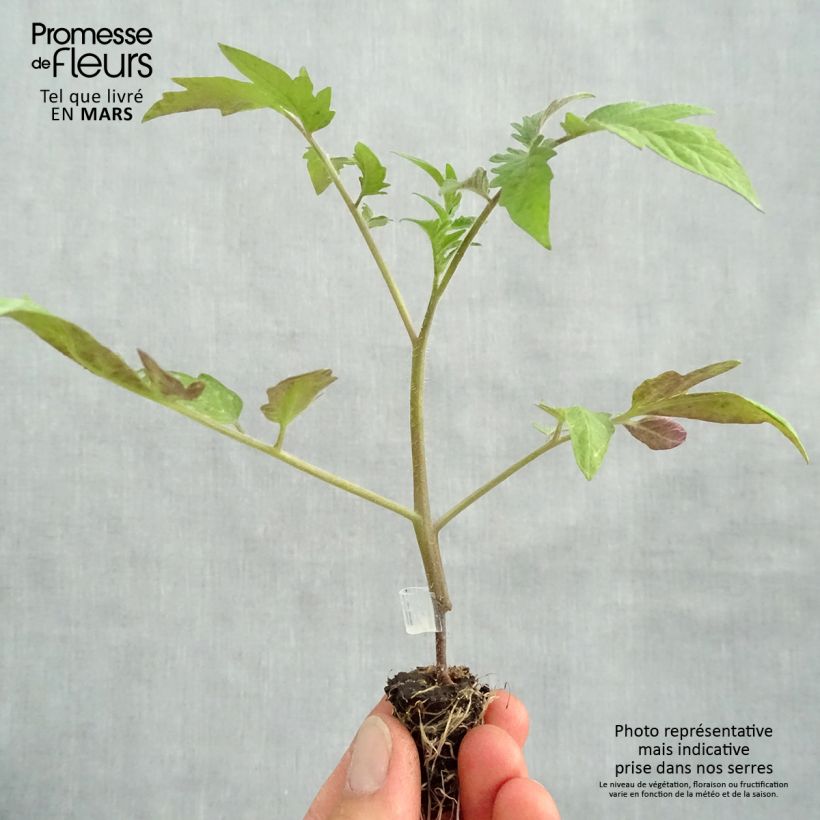 Exemplaar van Vleestomaat Buffalo Steak F1 BIO (jonge, geënte planten in perspotjes) Mini-mot Ø 1,5/2,5 cm zoals geleverd in de lente