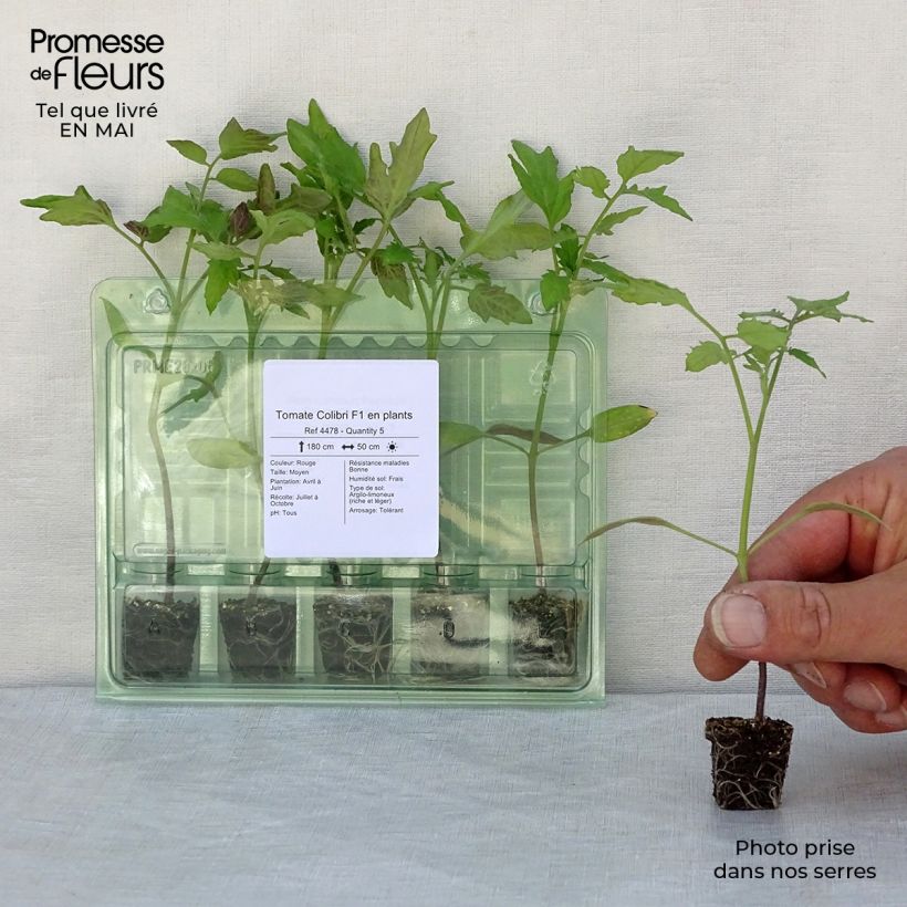 Exemplaar van Tomaat Colibri F1 (jonge planten) Mini-mot Ø 3/4 cm zoals geleverd in de lente