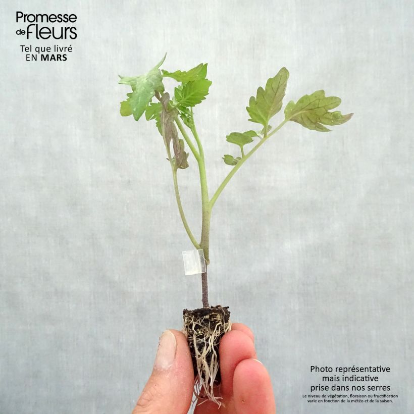 Exemplaar van Cherrytomaat Cookie F1 BIO (jonge, geënte planten in perspotjes) Mini-mot Ø 1,5/2,5 cm zoals geleverd in de lente