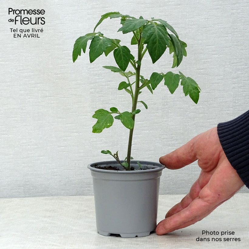 Exemplaar van Cherrytomaat Crokini F1 (jonge planten) Pot van 10 cm/11 cm zoals geleverd in de lente