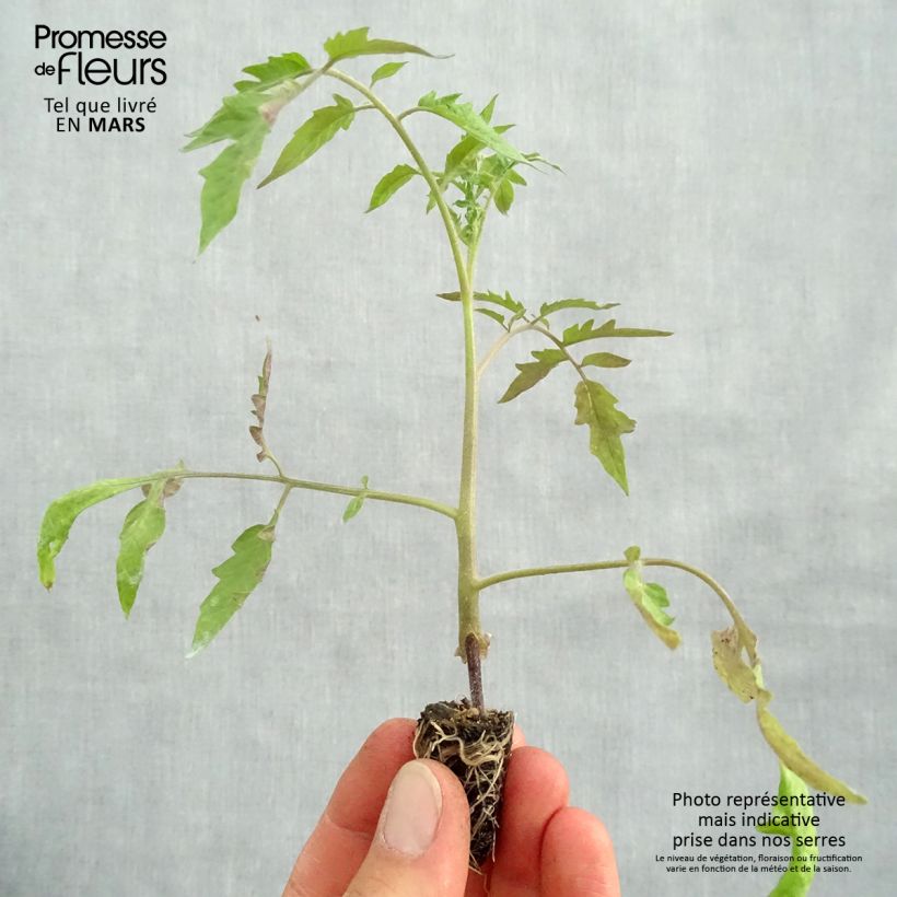 Exemplaar van Vleestomaat Cuor di Bue BIO (jonge, geënte planten in perspotjes) Mini-mot Ø 1,5/2,5 cm zoals geleverd in de lente