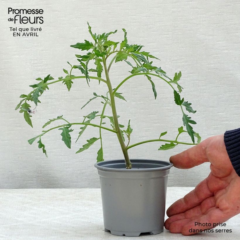 Exemplaar van Tomaat Fleurette F1  (jonge planten - geënt) Kweekpotje van 8/9 cm zoals geleverd in de lente