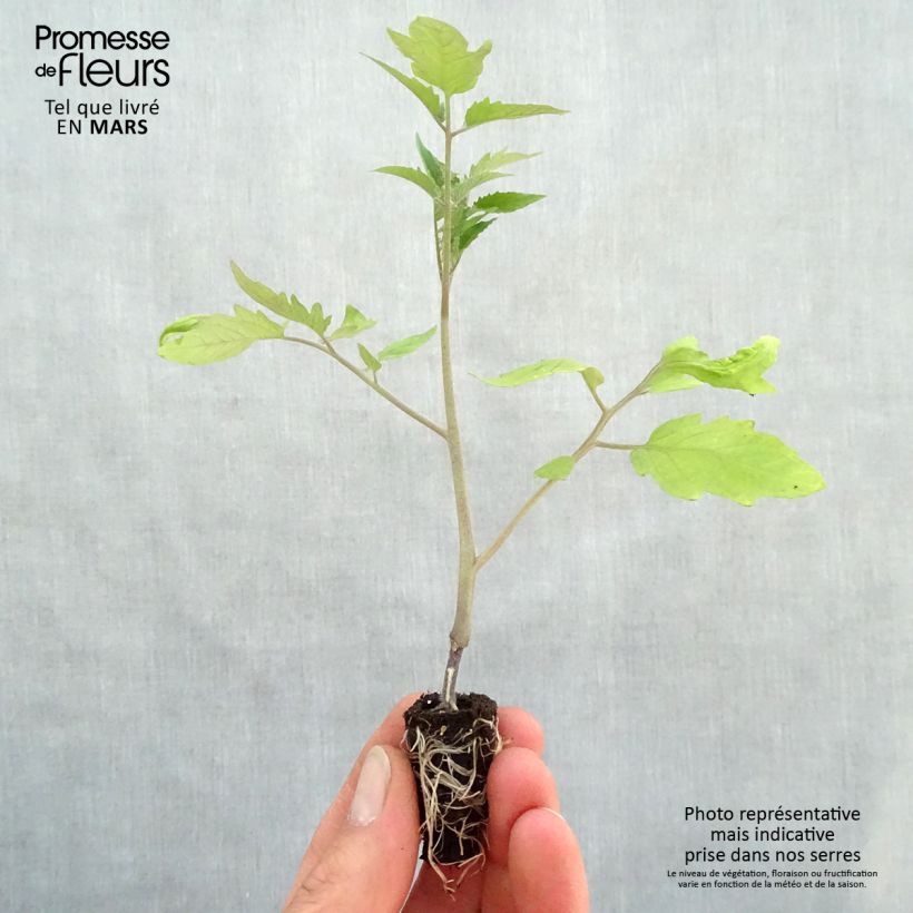 Exemplaar van Tomaat Fleurette F1  (jonge planten - geënt) Mini-mot Ø 1,5/2,5 cm zoals geleverd in de lente